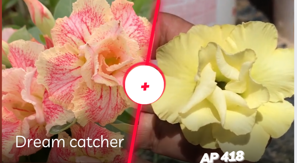 Dream catcher e AP 418