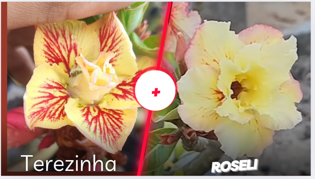 Terezinha e Roseli 