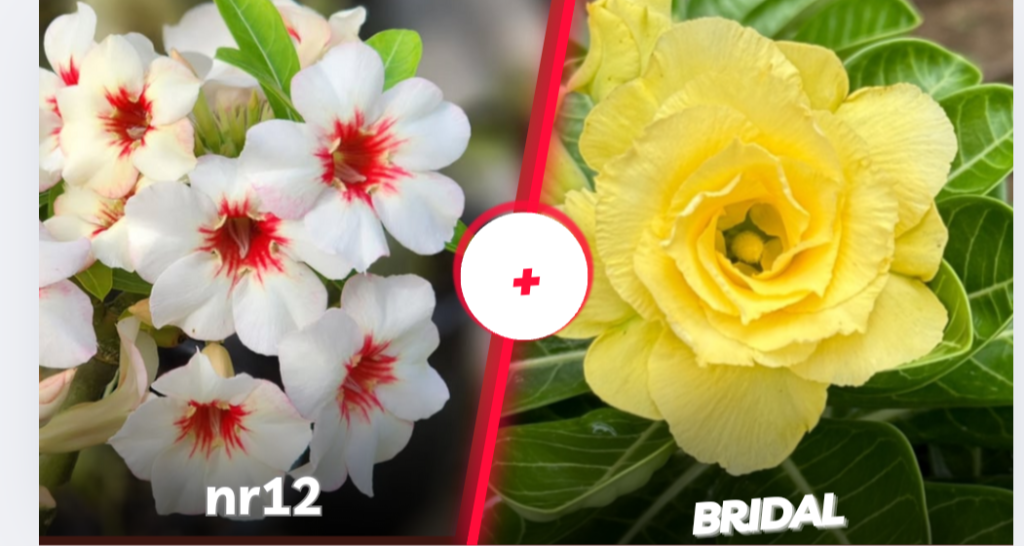 NR12 mais bridal 