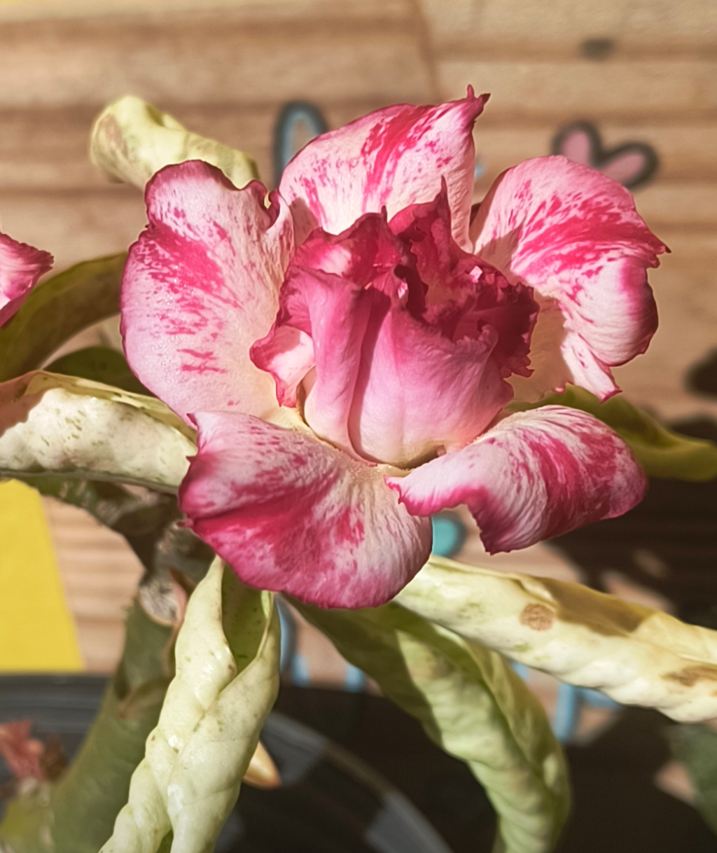 Variegata Asa Branca 