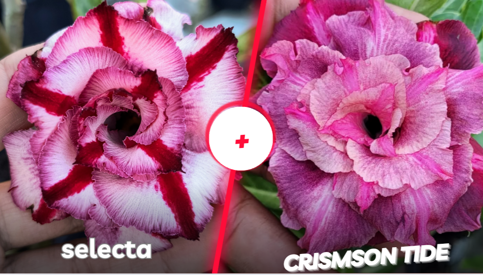 Selecta mais CRISMson tide 