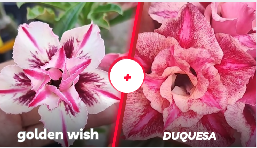 Golden wish com duquesa 