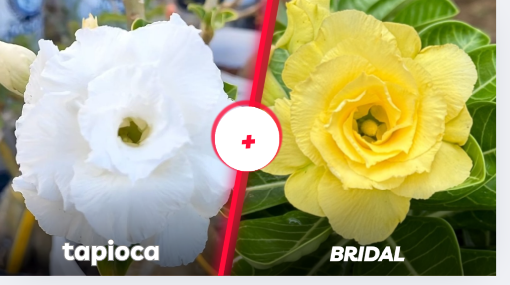 Tapioca com bridal 