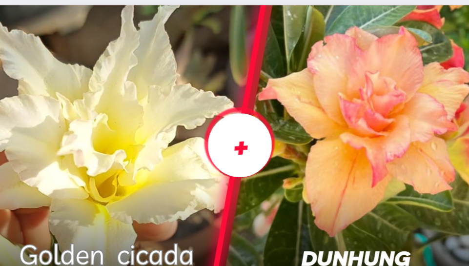 Golden cicada mais dunhung ||