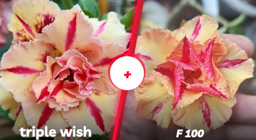 Triple wish mais F100