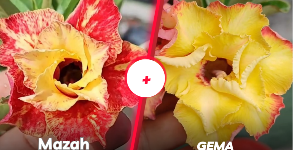 Mazah mais gema 