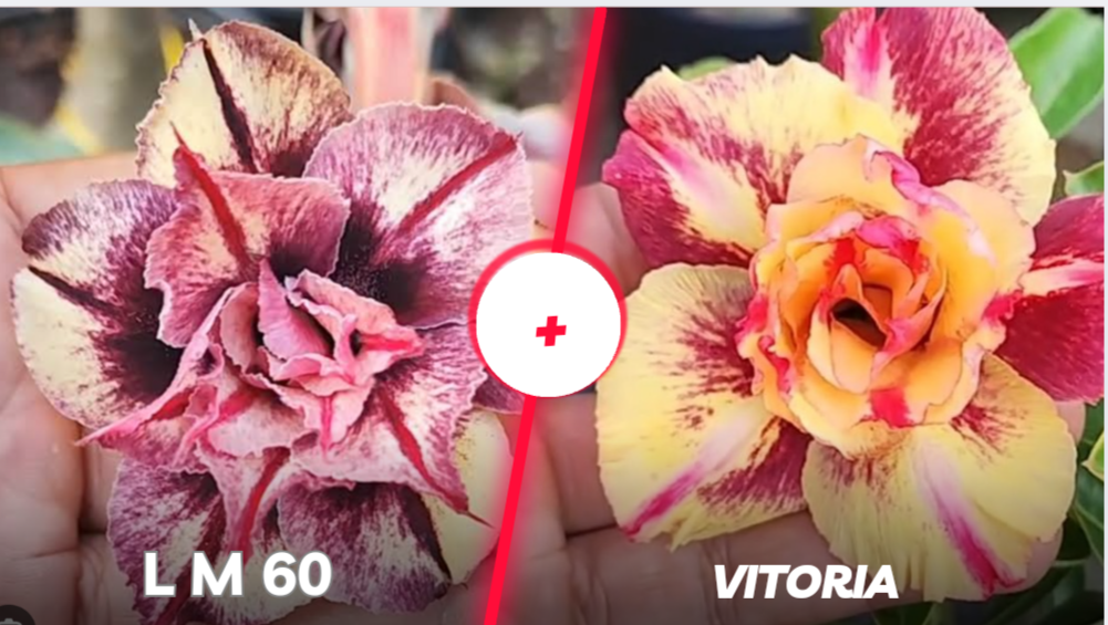 Lm 60 mais a vitória 