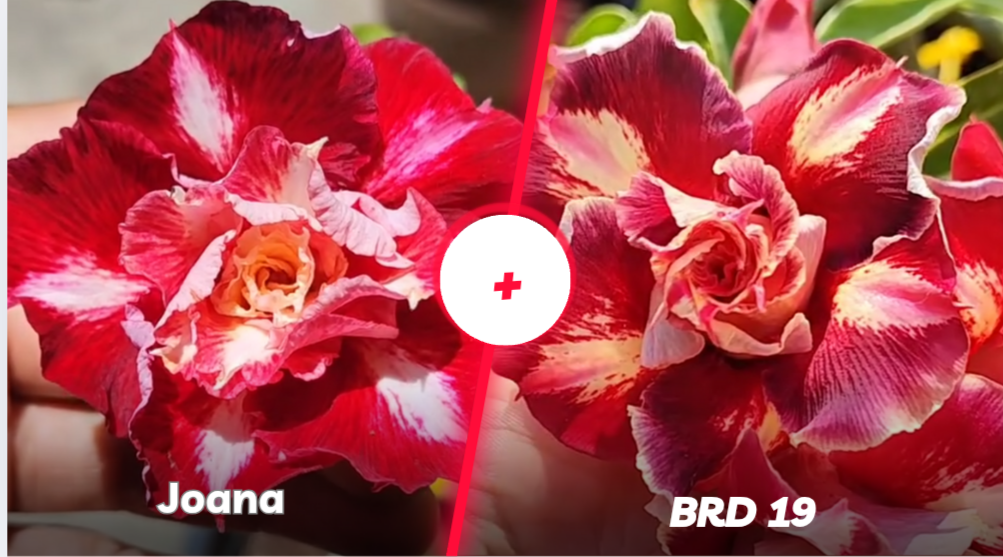 Joana com BRD19