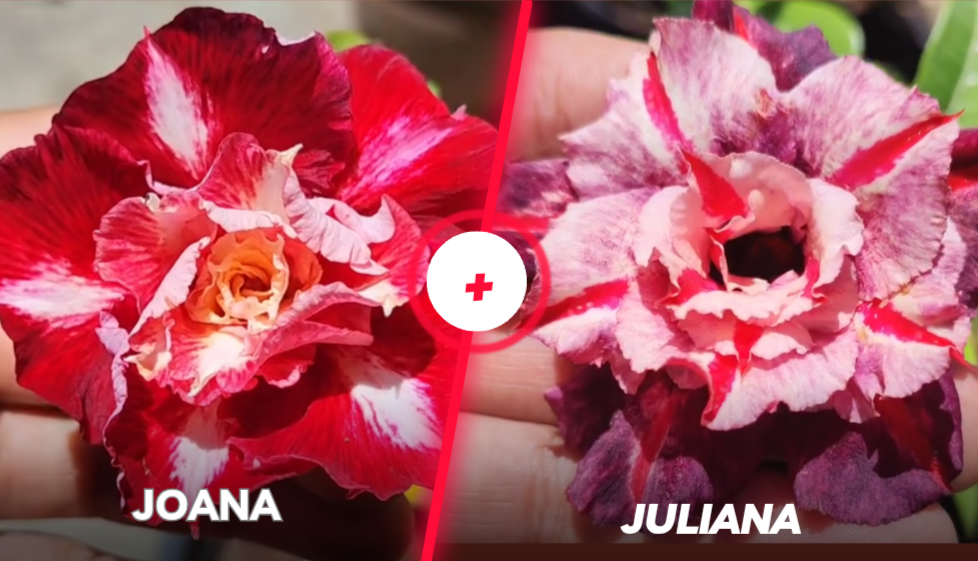 Joana mais Juliana 