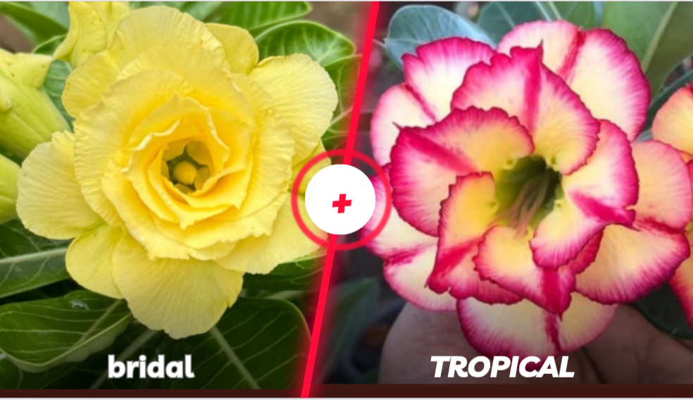 Bridal com tropical 