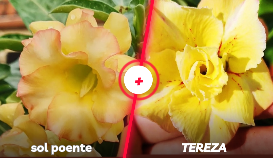 Sol poente e tereza
