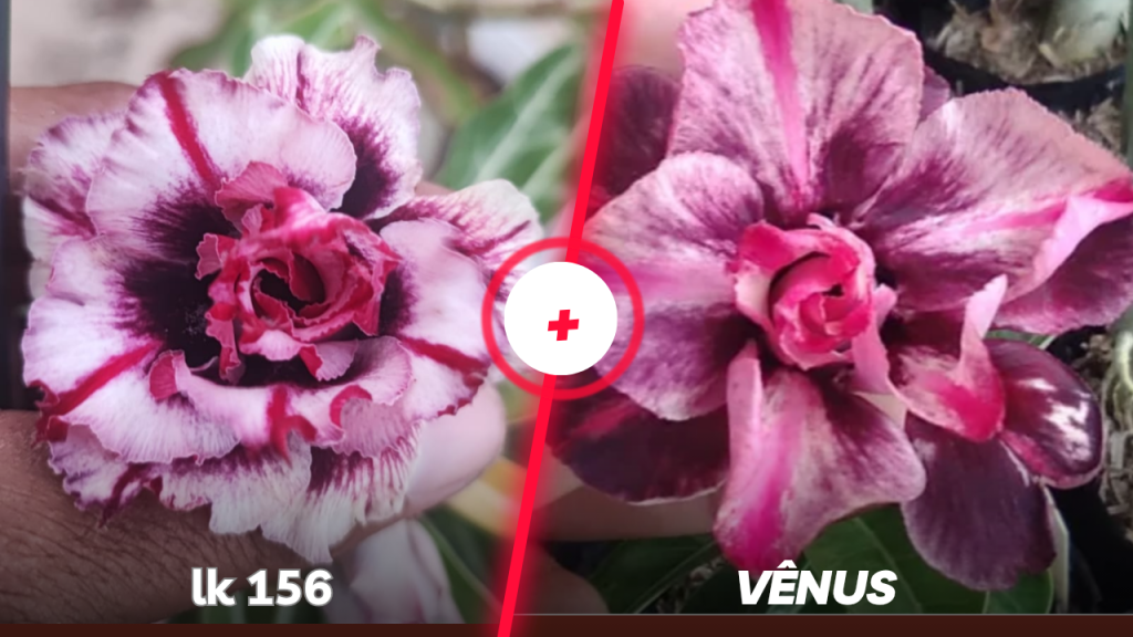 Lk 156 mais vênus 