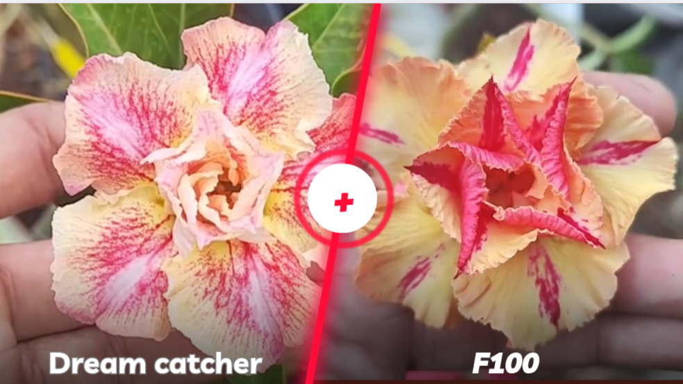 Dream catcher e f 100