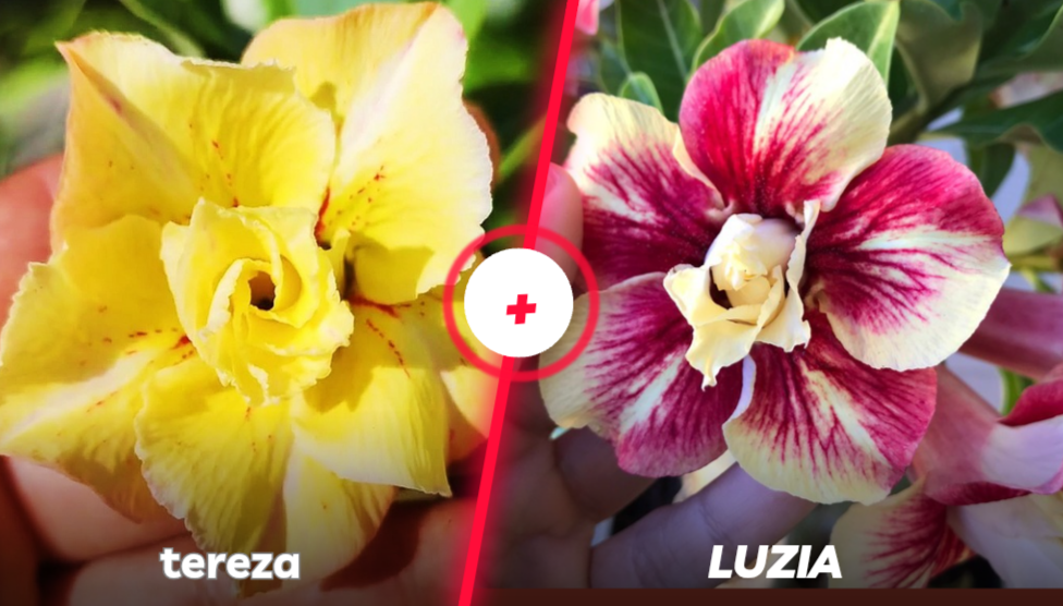 Tereza e luzia 