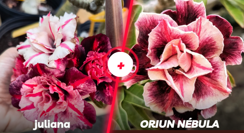 Juliana e Orion nébula 