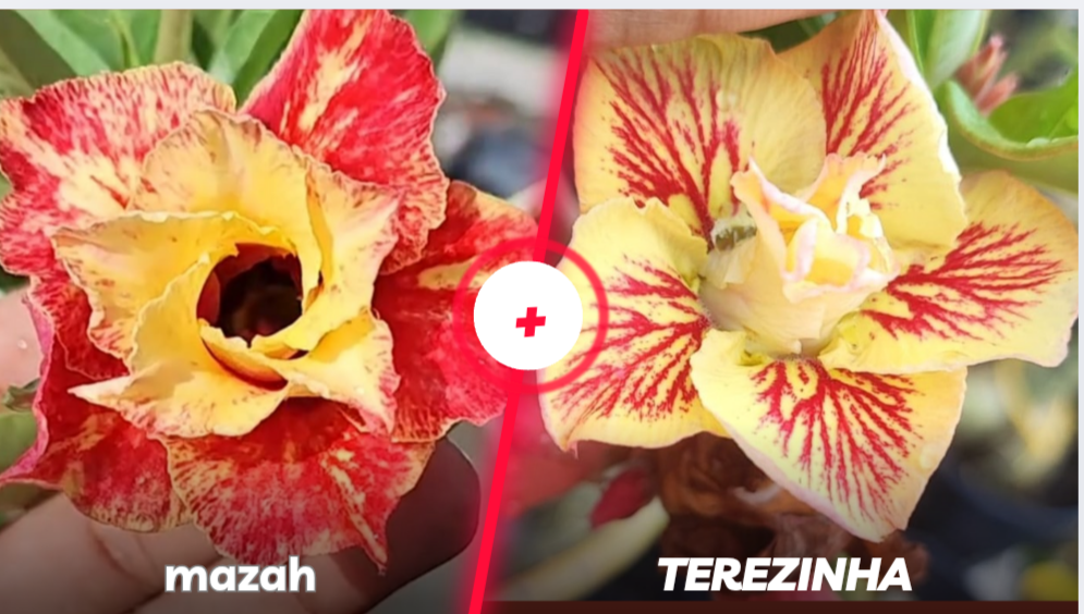 Mazah e Terezinha 