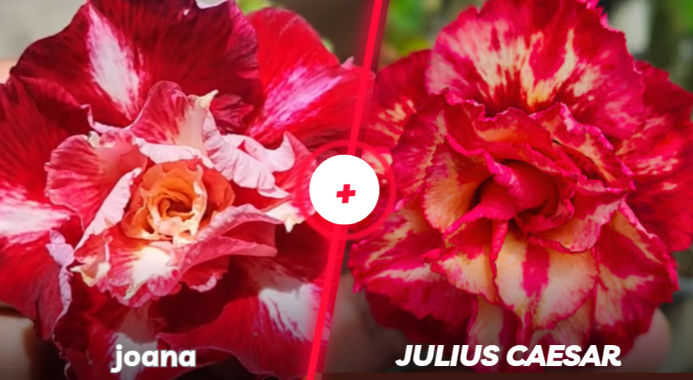 Joana mais Julius Caesar 