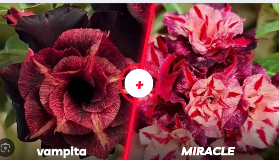 Vampira com miracle