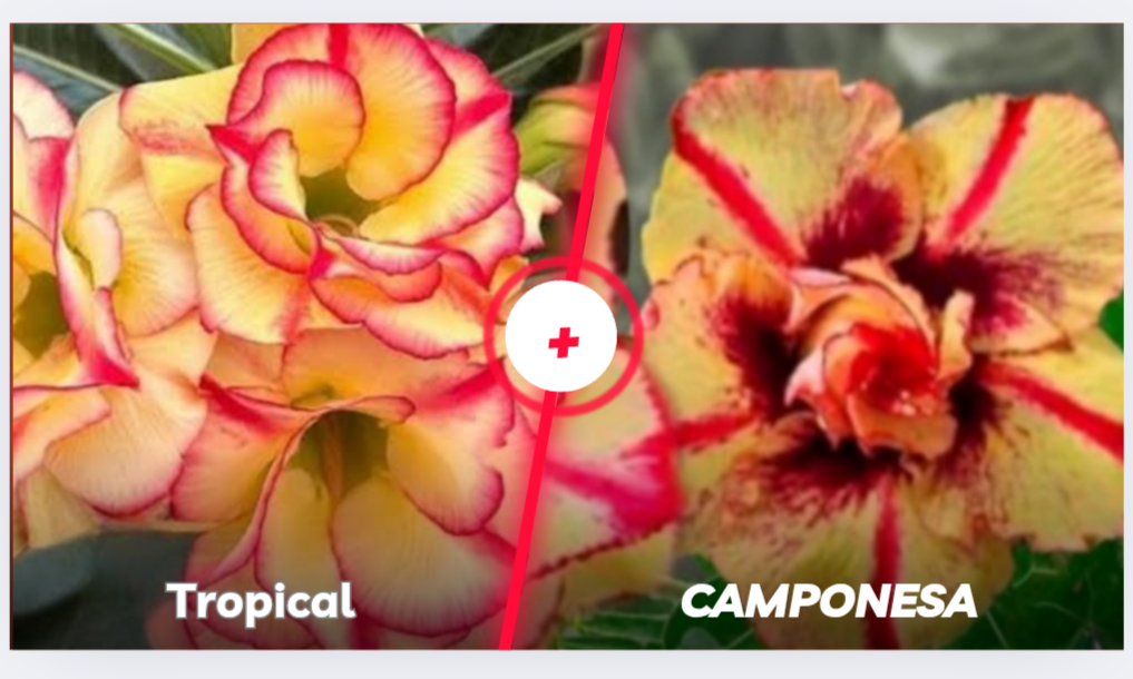 Tropical mais camponesa 