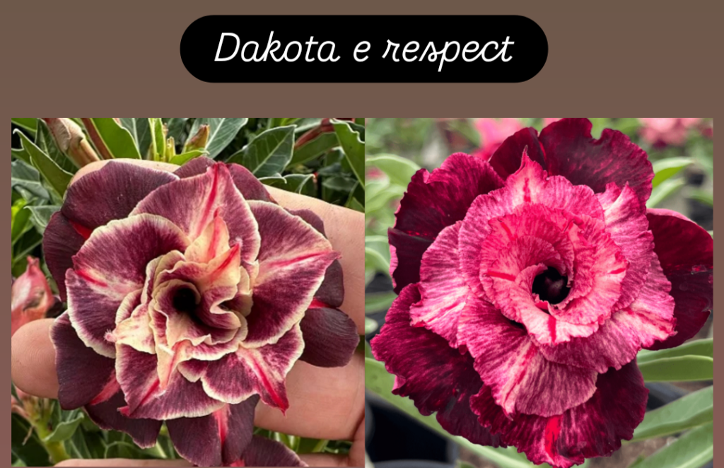 Dakota + respect