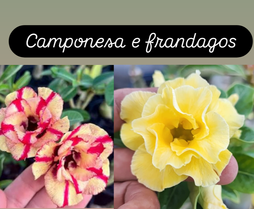 Camponesa e frandagos 