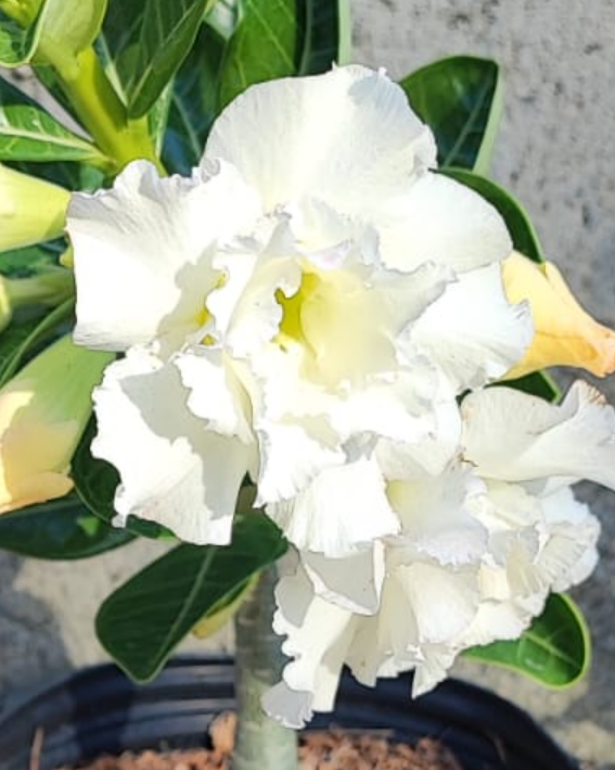 Branca original de sementes 