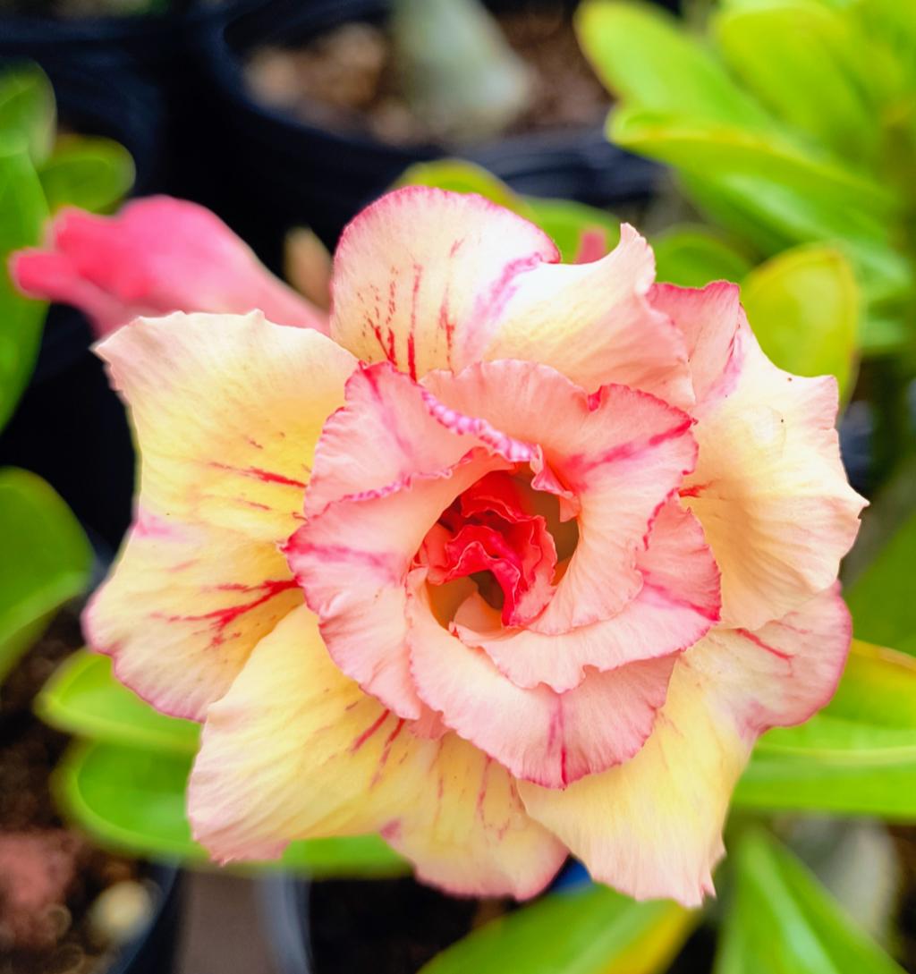 Filha da Tereza com bridal 