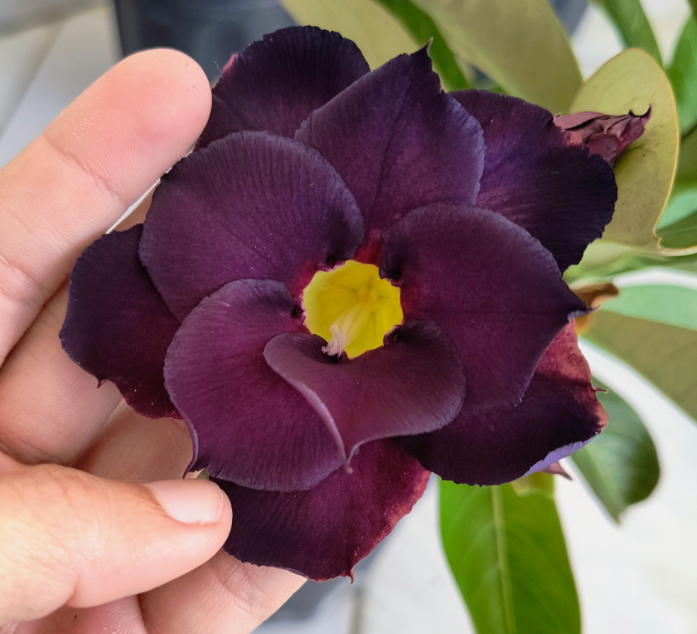 Sementeira Roxa 