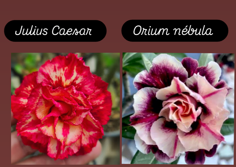 Julius Caesar e orium nébula 