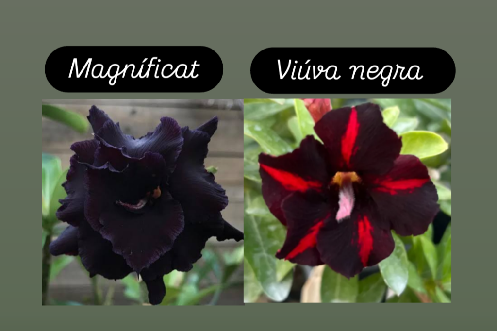 Magníficat e viúva negra 