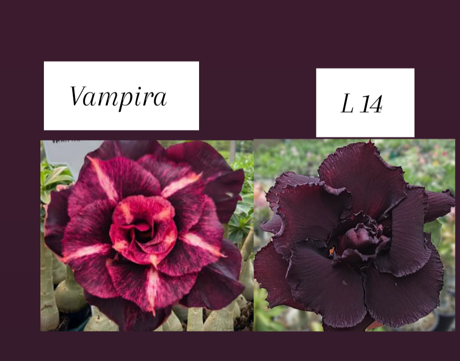 Vampira e l 14