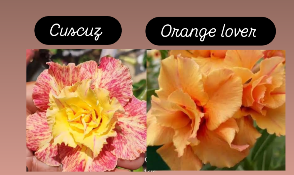 Cuscuz e Orange lover 