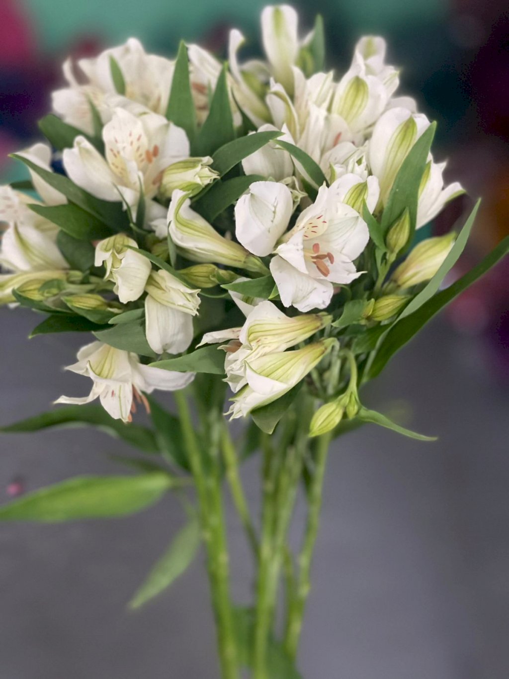 Alstroemeria branca