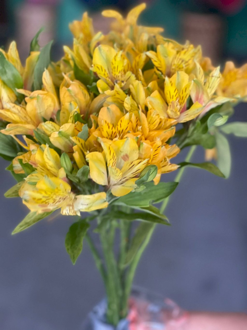 Alstroemeria Amarela