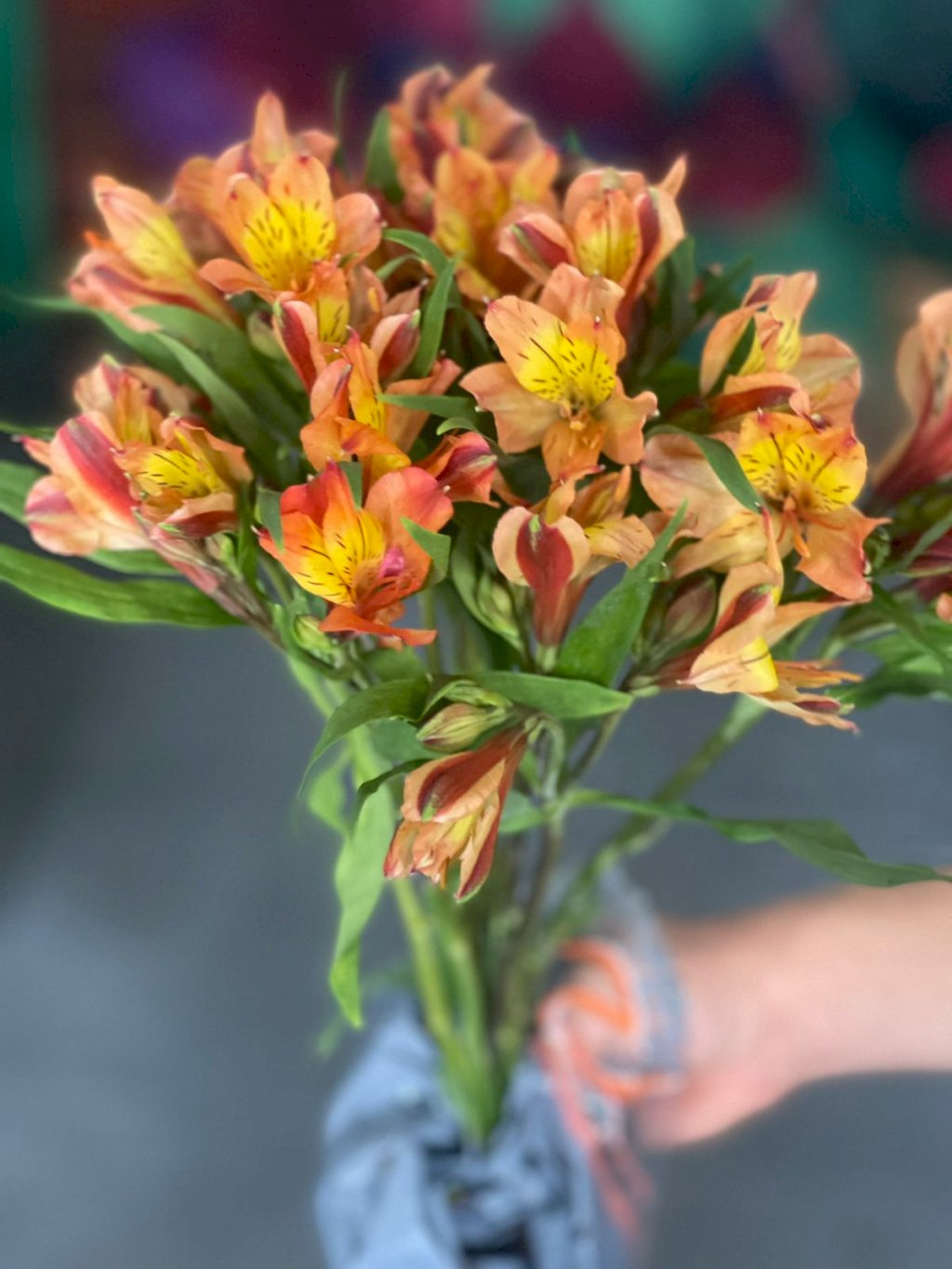 Alstroemeria Laranja