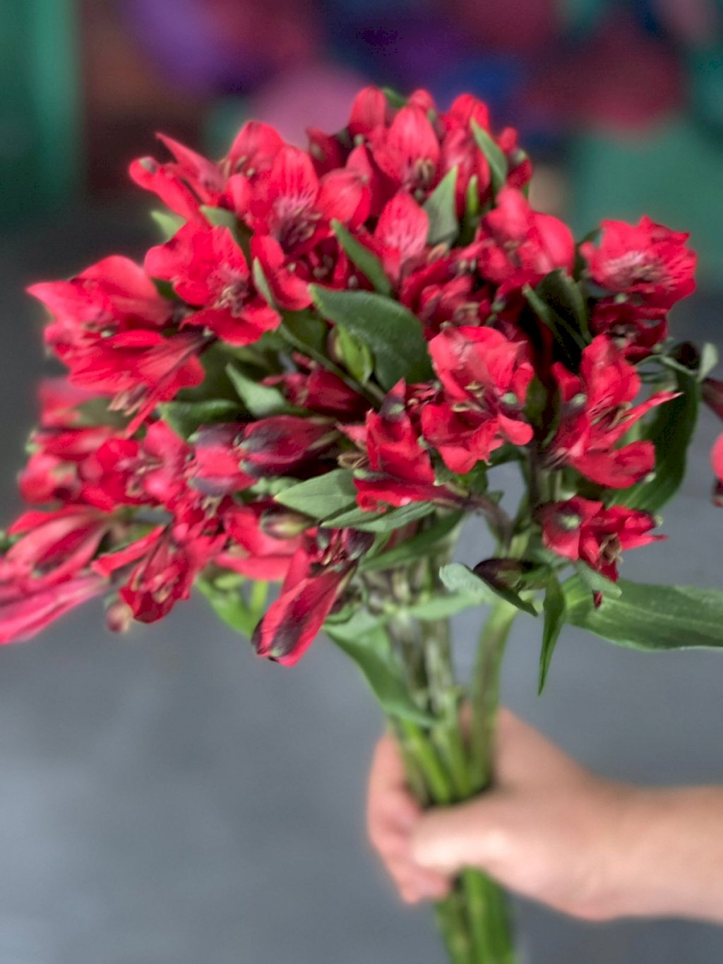 Alstroemeria Vermelha