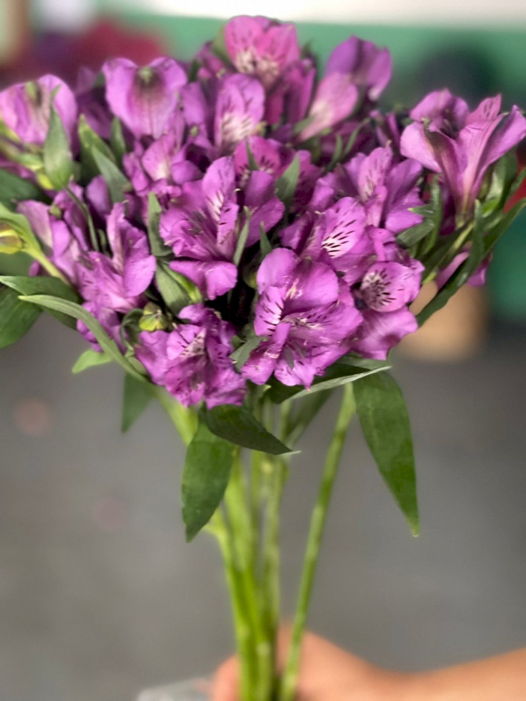 Alstroemeria Roxo