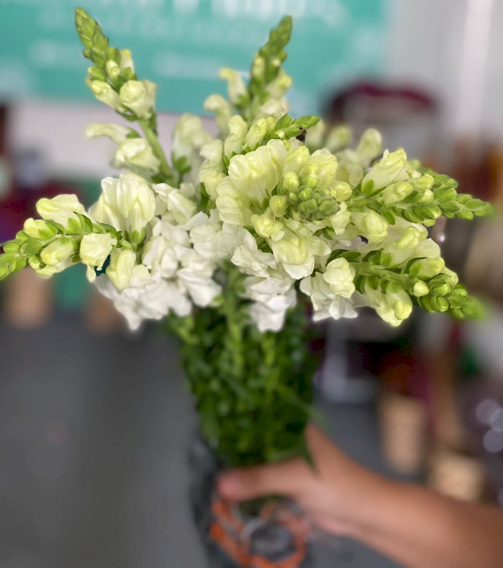 Boca de leão branca 