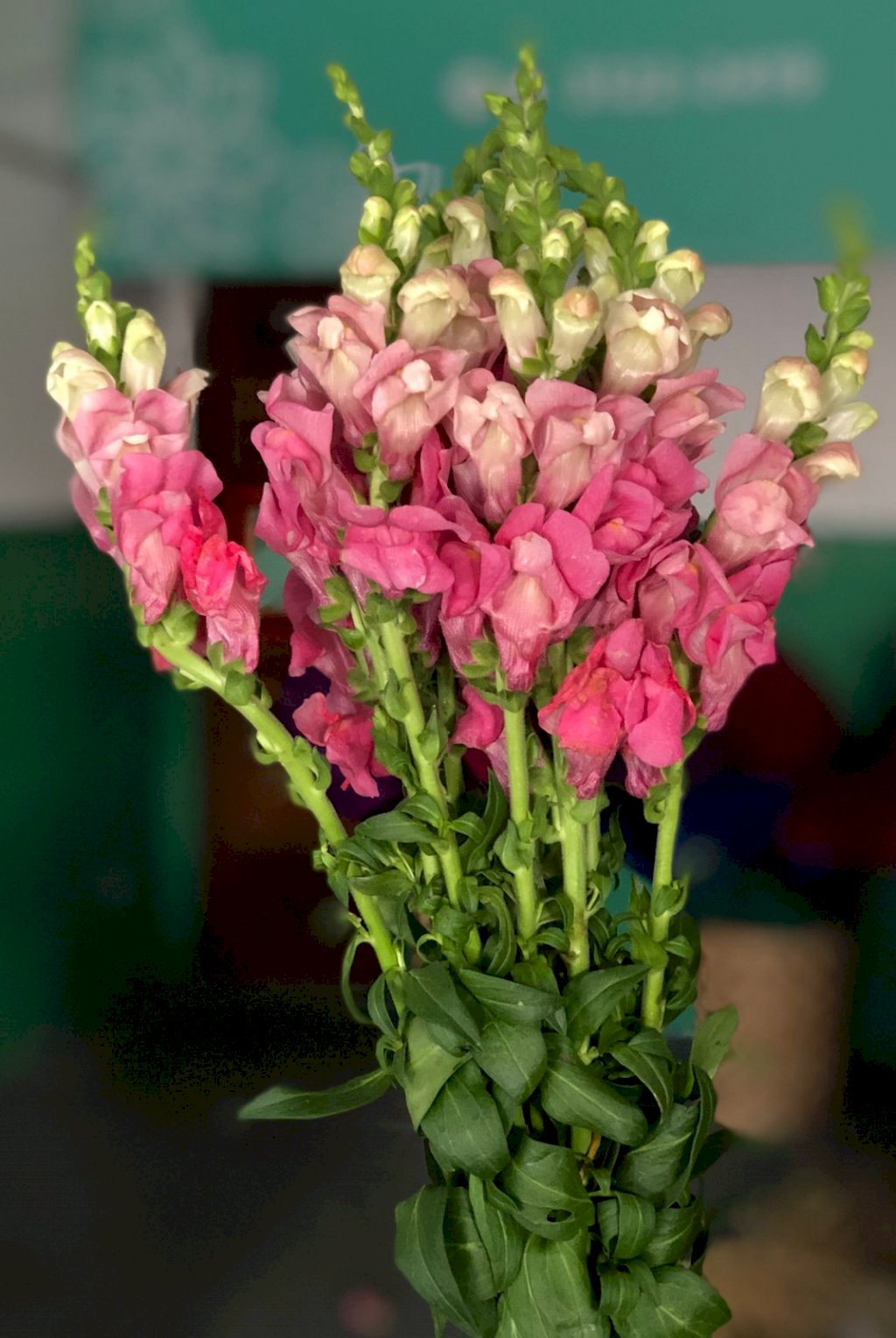 Boca de leão rosa claro 