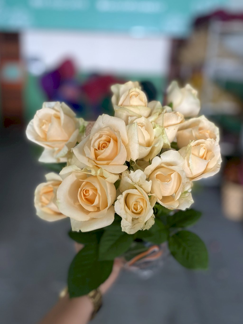 Rosa Peach Avalanche 60cm