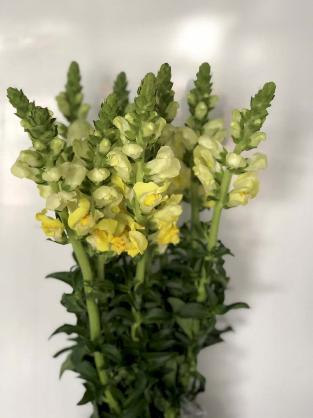 Boca de leão amarela 