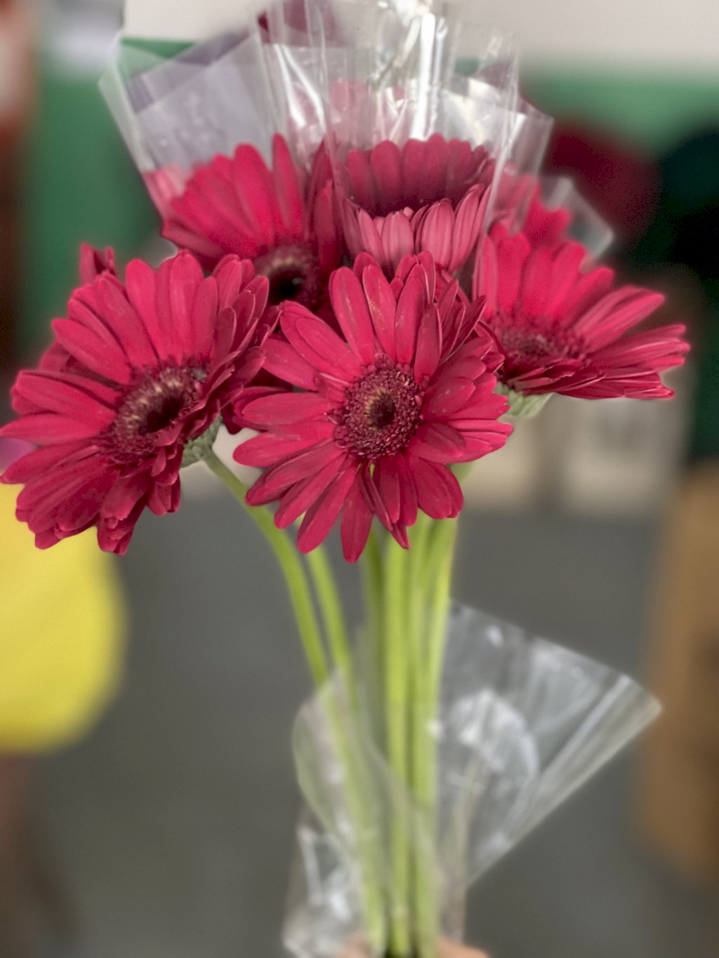 Gerbera Marsala