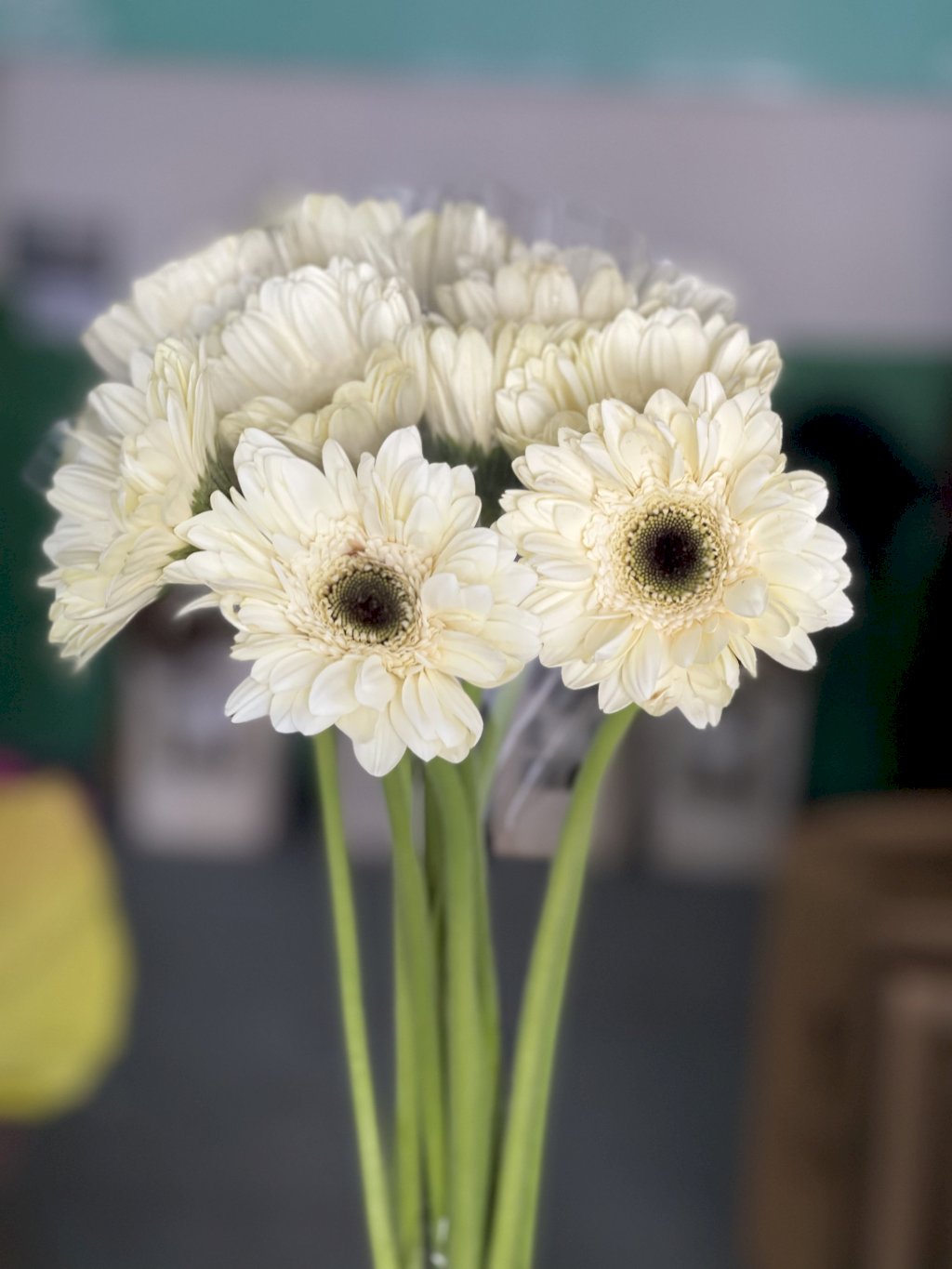 Gerbera branca