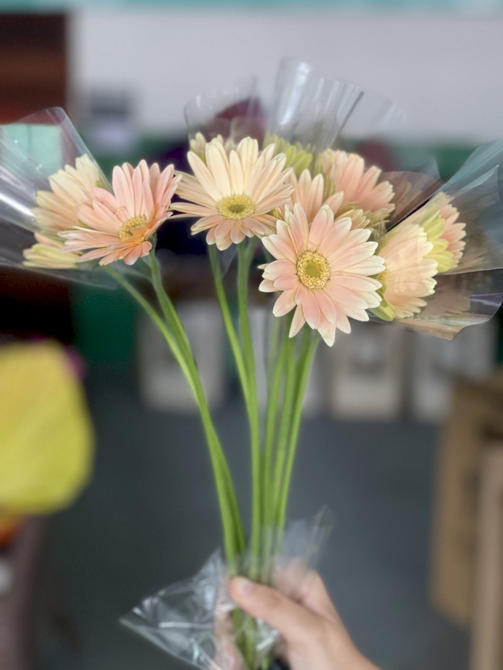 Gerbera chá
