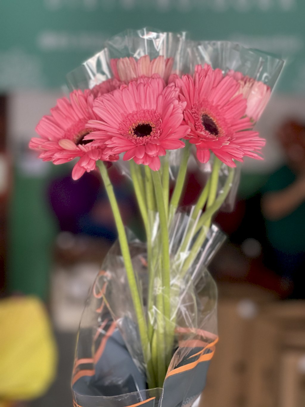 Gerbera rosa