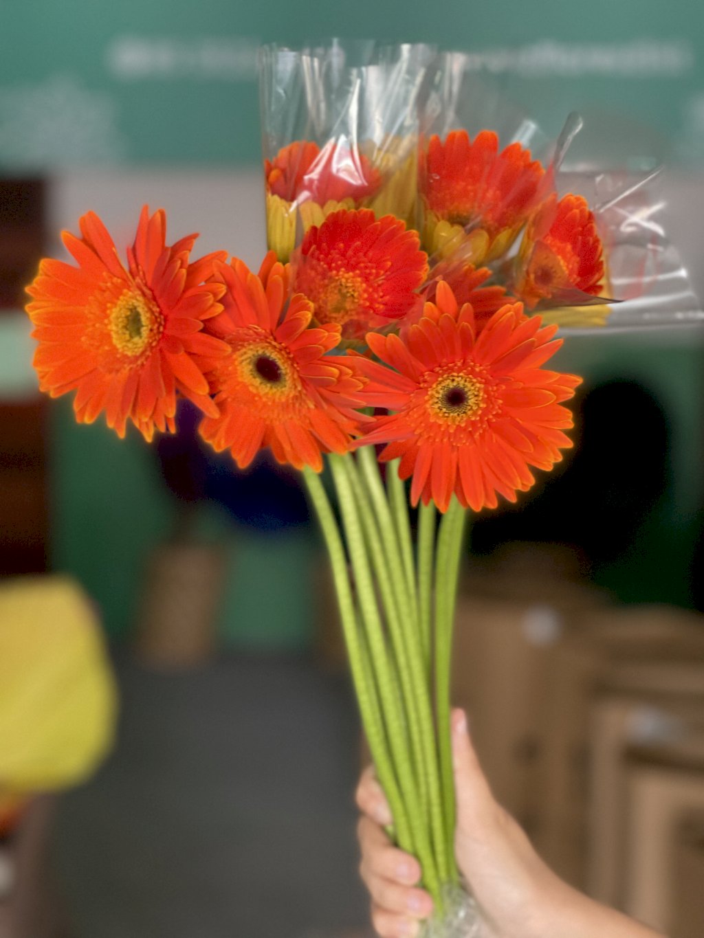 Gerbera laranja