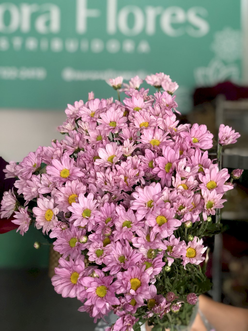 Margarida Rosa/lilás 