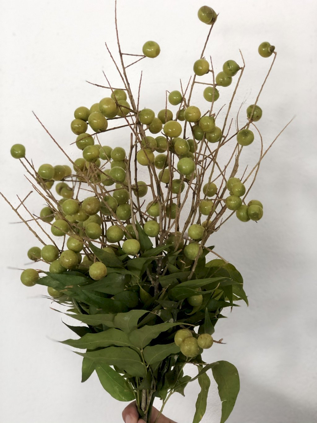 Semente Santa Barbara