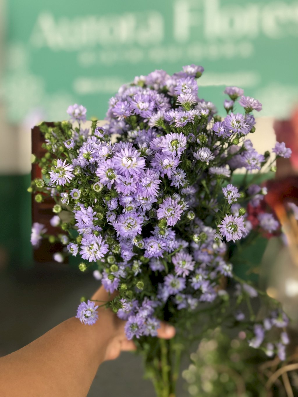 Aster Mariana Lilás