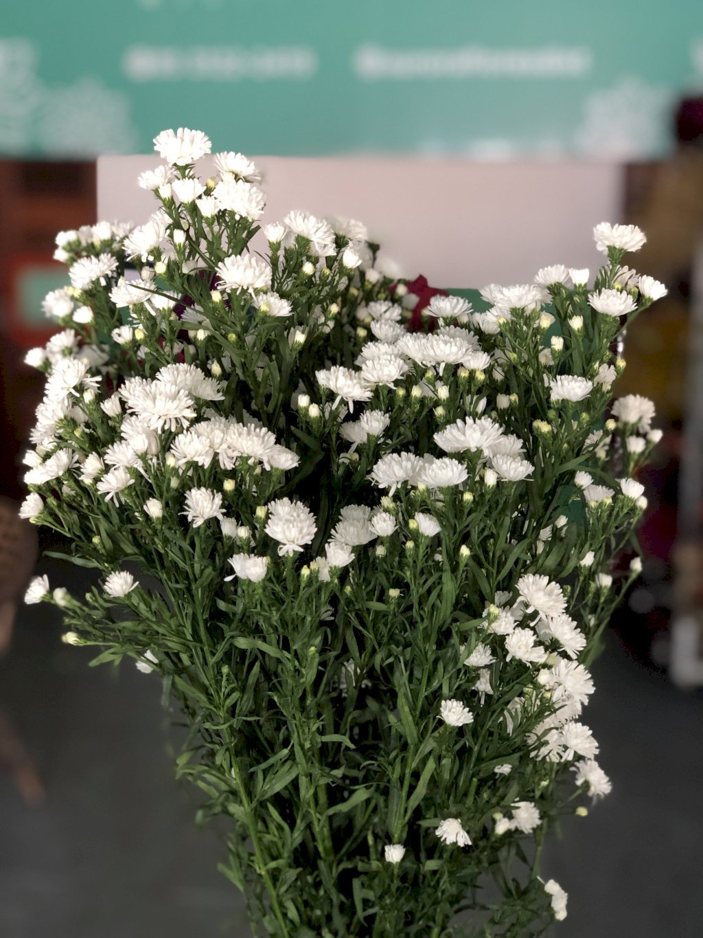 Aster Mariana branca